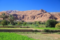 13-Walking through the palmeraie de Tineghir
